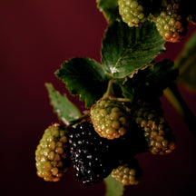 Sample Vial - VOLUSPA Foraged Wildberry Room Spray