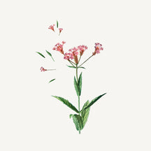 Panier des Sens Verbena Shower Gel