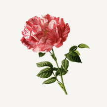 Panier des Sens Rose Shower Gel