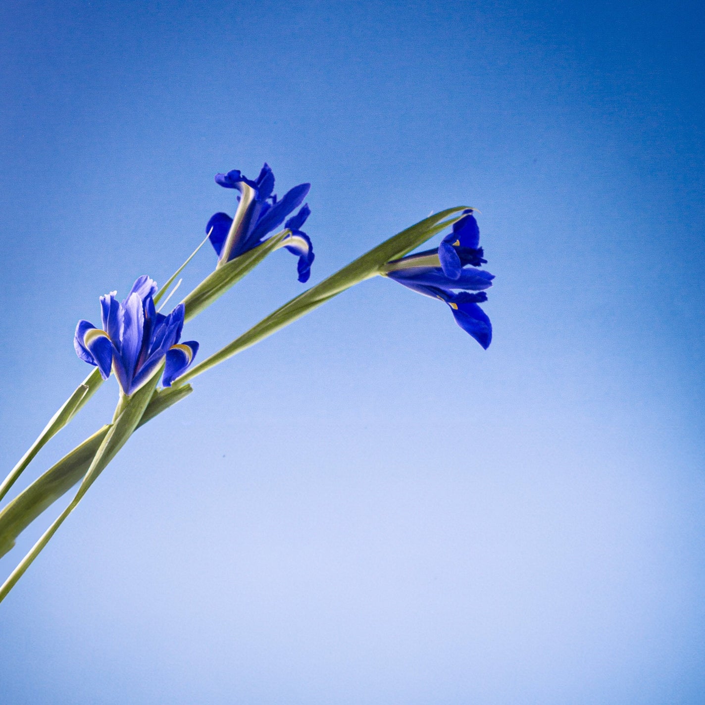 Sample Vial - Panier des Sens Blooming Iris Eau de Toilette