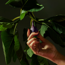 Sample Vial - VOLUSPA Forbidden Fig Room & Body Mist