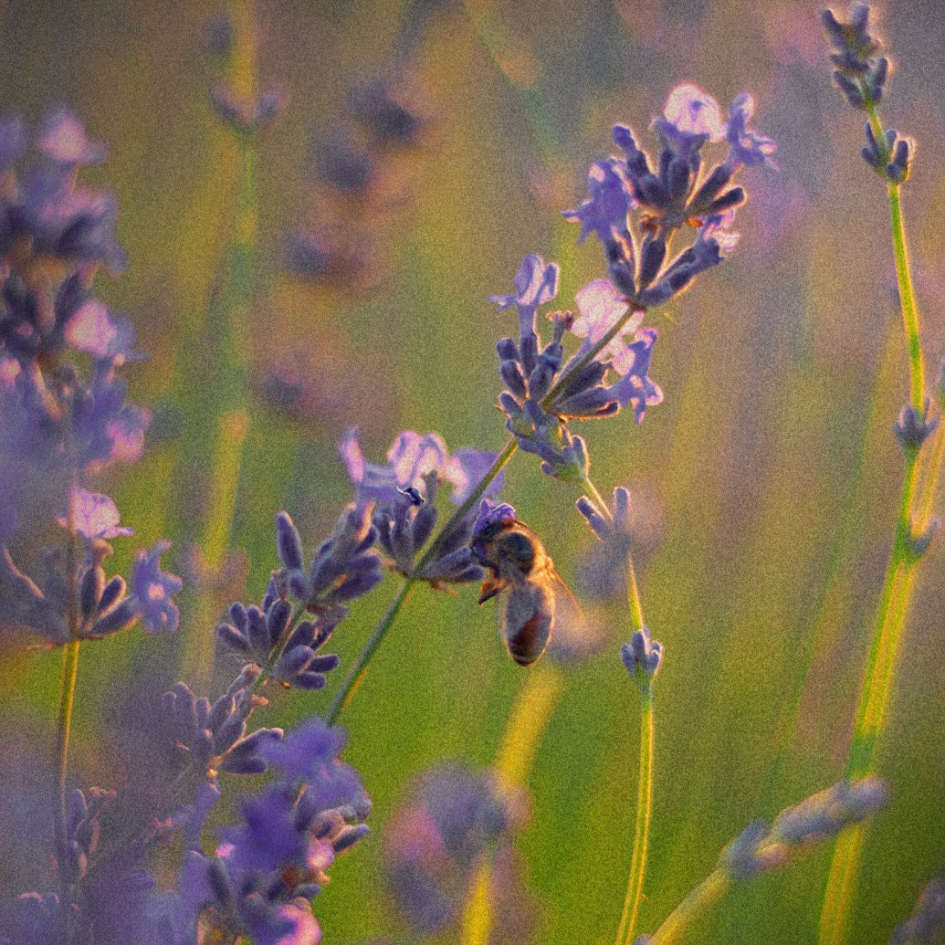 Sample Vial - VOLUSPA Mountain Lavender & Chamomile Room Spray