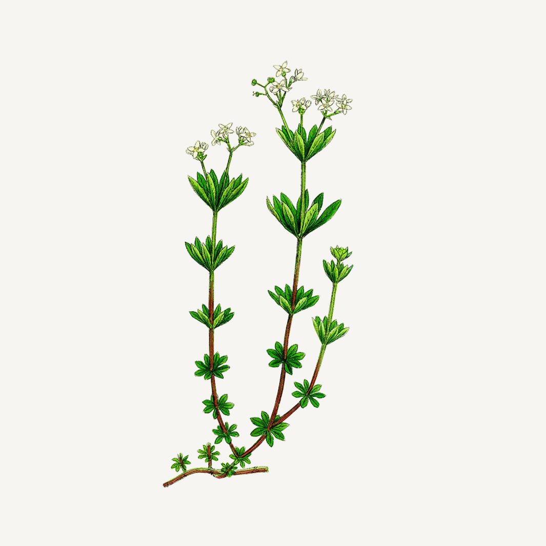 Panier des Sens Sea Samphire Shower Gel