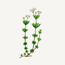 Panier des Sens Sea Samphire Shower Gel