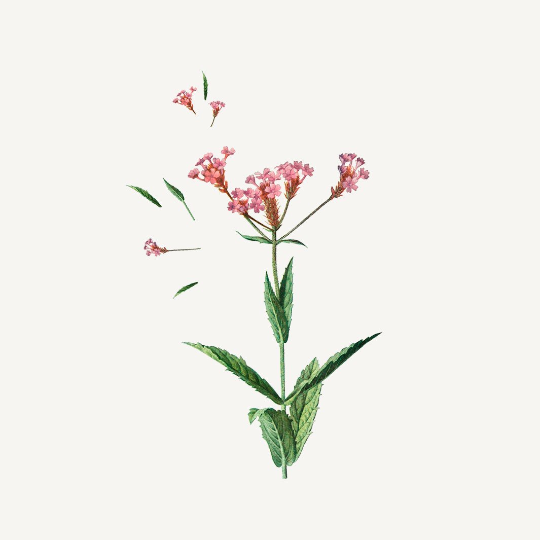 Panier des Sens Verbena Shower Gel