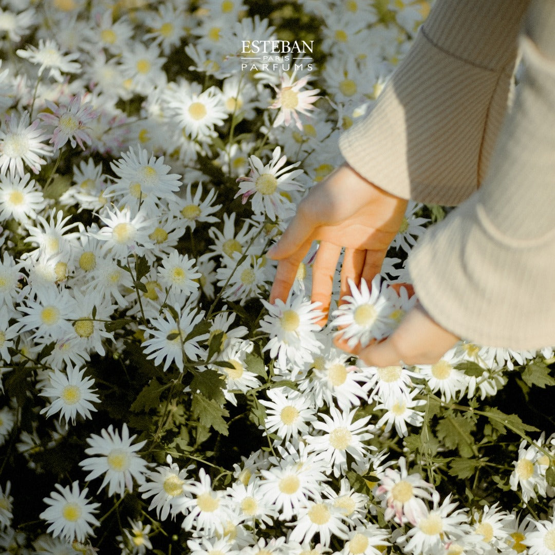 Esteban Summer Jasmine Japanese Incense