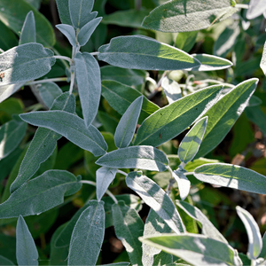 Libocedro & Salvia Eau de Parfum