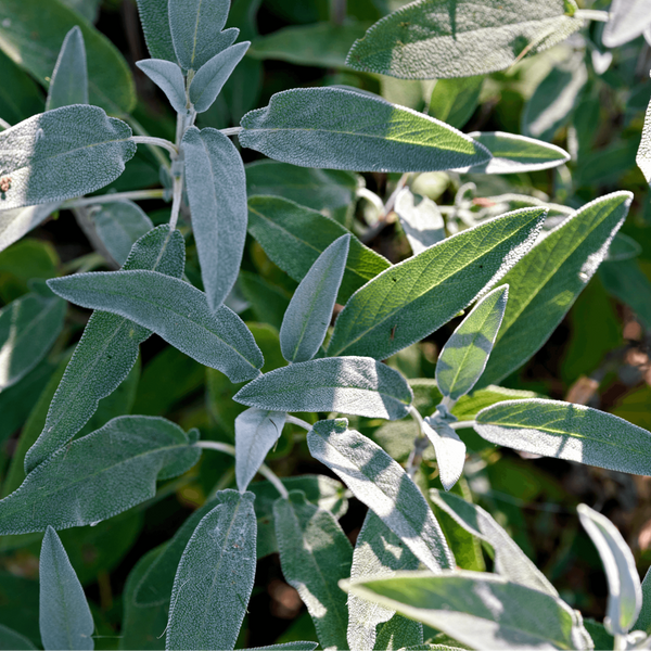 Libocedro & Salvia Eau de Parfum
