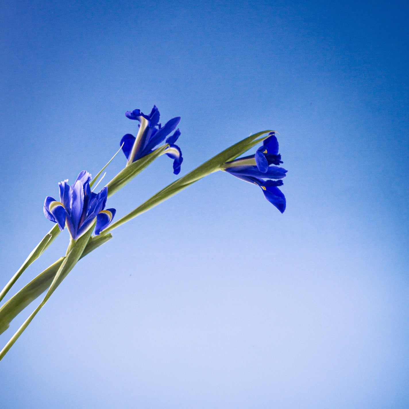 Panier des Sens Blooming Iris Shower Gel - SALE