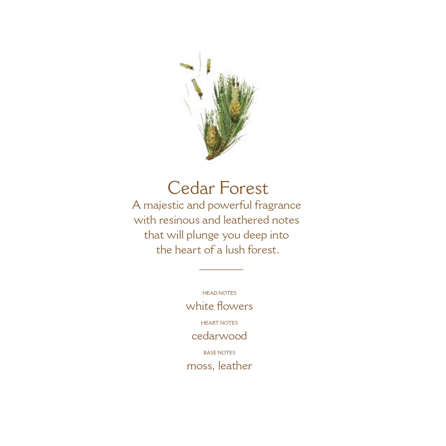 Panier des Sens Cedar Forest Scented Candle