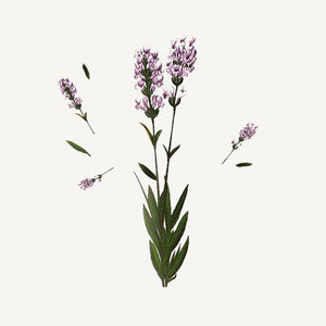 Panier des Sens Lavender Shower Gel