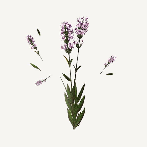 Panier des Sens Lavender Shower Gel
