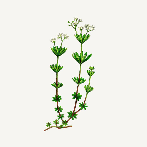 Panier des Sens Sea Samphire Shower Gel