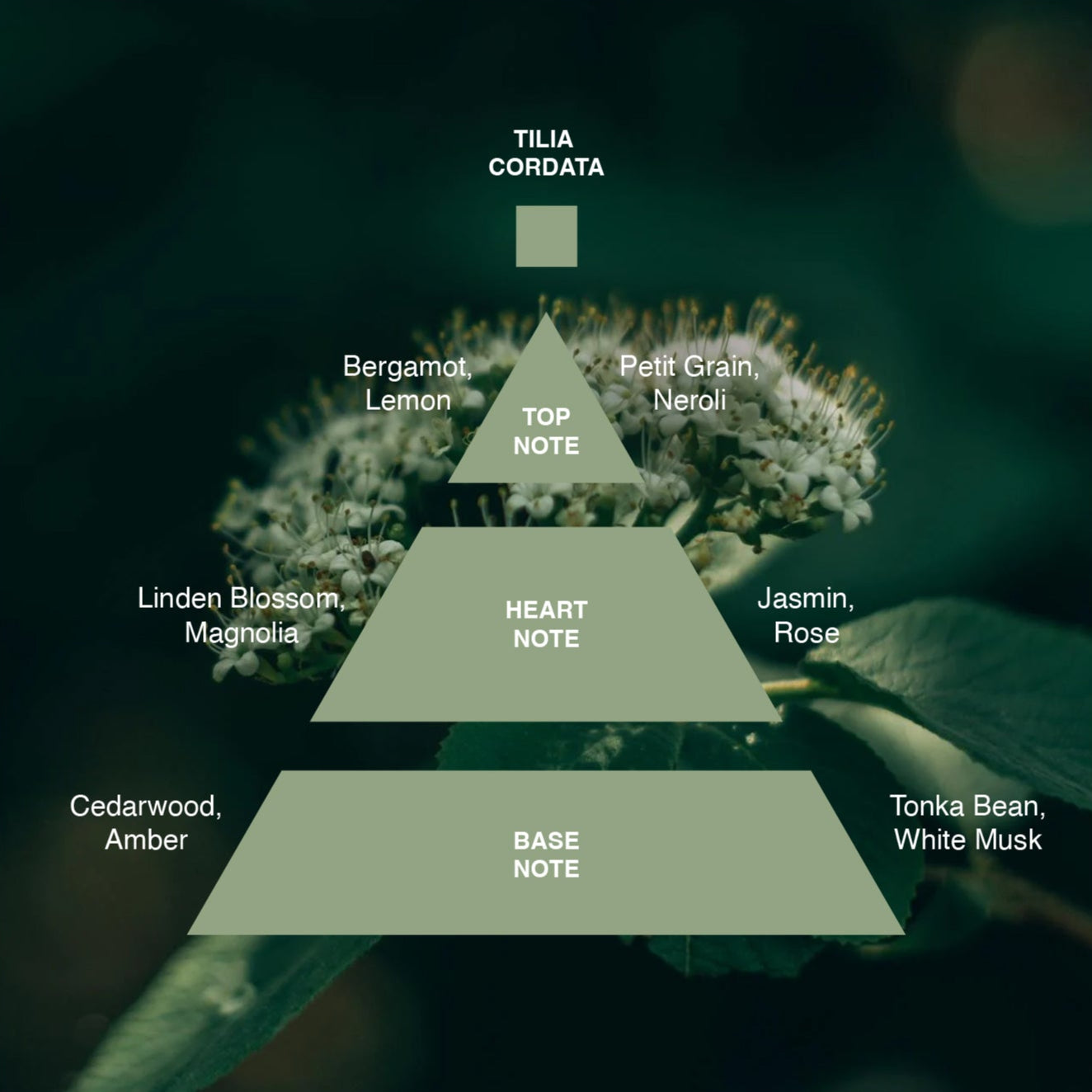 Sample Vial - Acca Kappa Tilia Cordata Eau de Parfum