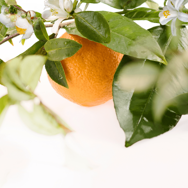 Sample Vial - Mandarin & Green Tea Eau de Parfum
