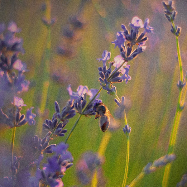 Sample Vial - VOLUSPA Mountain Lavender & Chamomile Room Spray