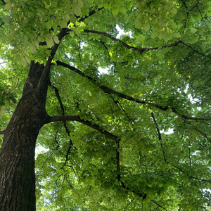 Tilia Cordata Eau de Parfum
