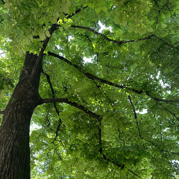 Tilia Cordata Eau de Parfum